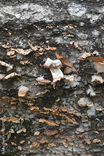 fallen autumn tree with turkey mushrooms 
