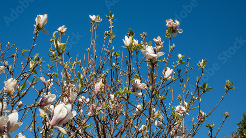 Spring in the home garden