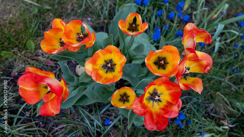 Spring in the home garden