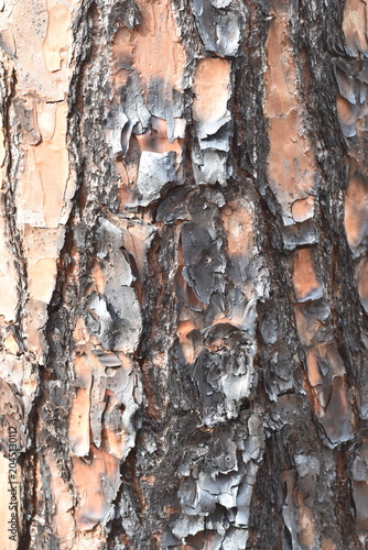 bark of a tree