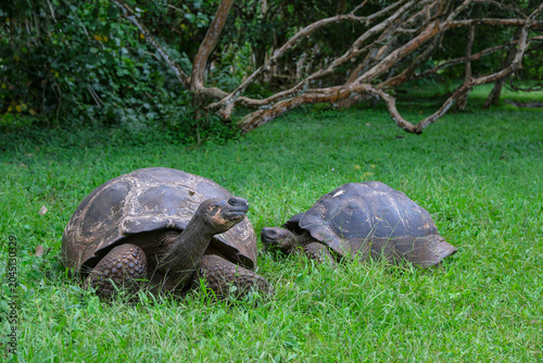 Santa Cruz Island, Galapagos Islands, Ecuador - May 21, 2026: Galapagos giant tortoises in Santa Cruz Island, Galapagos Islands, Ecuador.