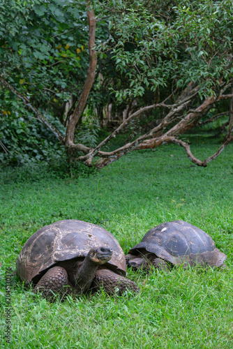Santa Cruz Island, Galapagos Islands, Ecuador - May 21, 2026: Galapagos giant tortoises in Santa Cruz Island, Galapagos Islands, Ecuador.