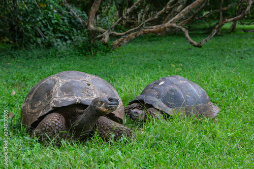 Santa Cruz Island, Galapagos Islands, Ecuador - May 21, 2026: Galapagos giant tortoises in Santa Cruz Island, Galapagos Islands, Ecuador.