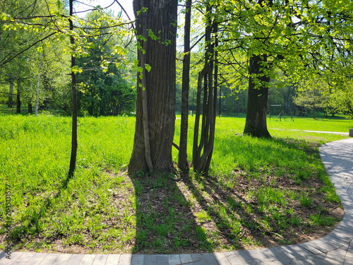 On a bright sunny day, a curved path in a park with green grass and trees