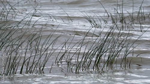 Reeds moving in slow motion from rolling waves on Utah Lake.