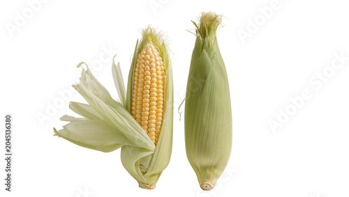 Quadro su tela Isolated fresh raw sweet corn, one ear partially husked and one still covered, natural
