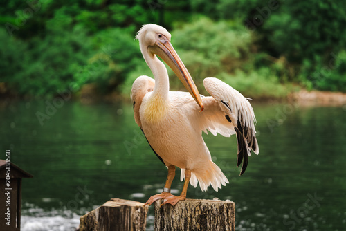 Bild auf Leinwand Great white pelican standing on a wooden post near a lake