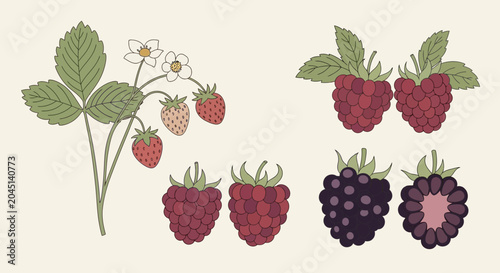 Assortment of Fresh Berries: Strawberries, Raspberries, and Blackberries with Leaves and Flowers