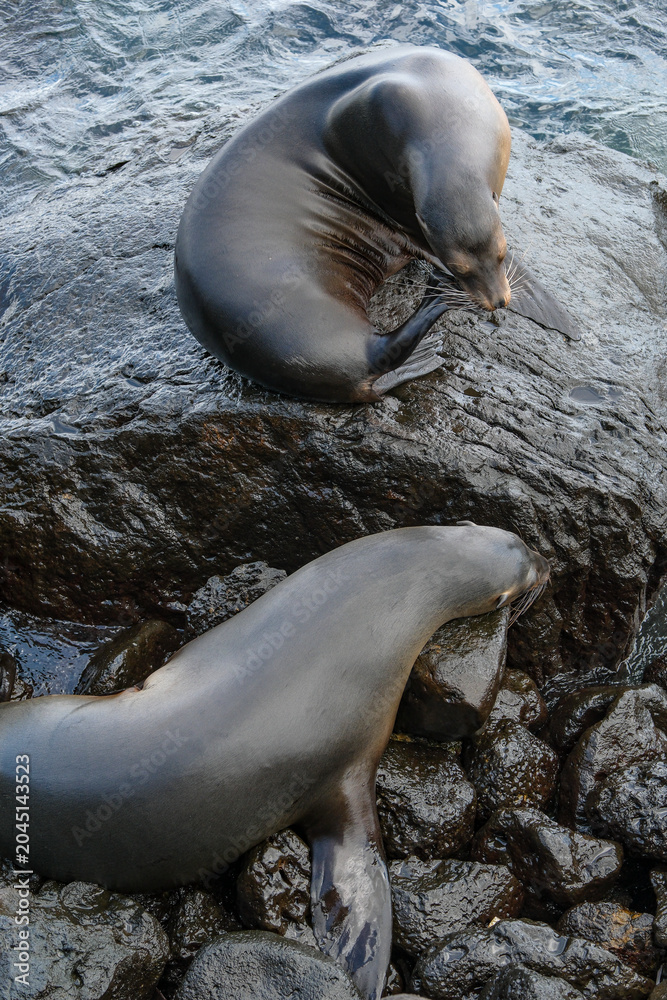 Fototapeta premium Puerto Baquerizo Moreno, San Cristobal Island, Galapagos Islands, Ecuador - May 27, 2026: Sea lions resting on a beach in Puerto Baquerizo Moreno on San Cristobal Island, Galapagos Islands, Ecuador.