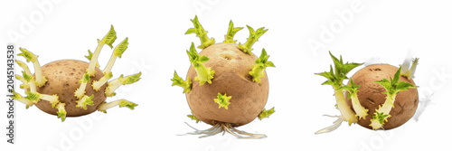 Canvastavla Set of Three Isolated Sprouted Potatoes, Raw Organic Vegetables with Fresh Green