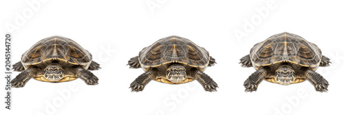 Obraz na plátně Isolated Turtle PNG Set