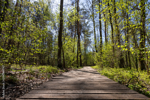 A s[ring walk along the forest trail