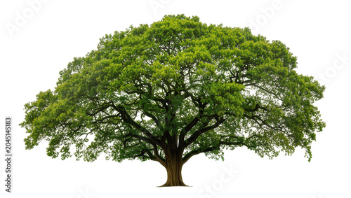 Фотография Isolated large mature broadleaf tree with lush green canopy and sturdy trunk, be