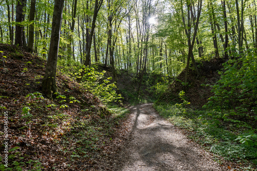 A s[ring walk along the forest trail