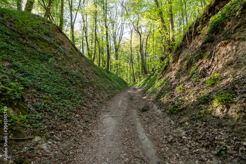 A s[ring walk along the forest trail