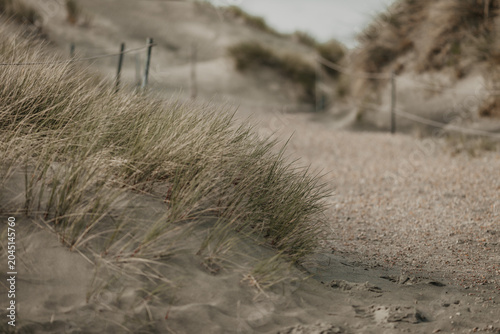 Foto sandy path winding through grassy coastal dunes on a quiet beach