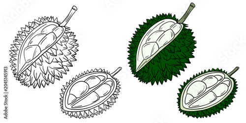 Hand-drawn illustration set ripe durian in color and black white outline. Whole durian fruits, opened durian, fruit segments, and natural tropical textures. Green and golden yellow tones, outline kids
