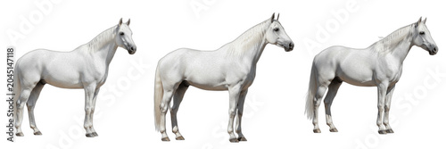 Photos Beautiful White Horse Set PNG, Three Side View Angles of Purebred Gray Stallion