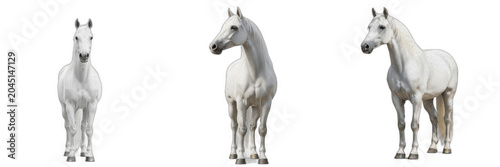 Foto White Horse Standing PNG Transparent Clipart, Majestic Arabian Andalusian Stalli