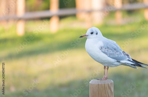 Seagull perched on a wooden post in a park