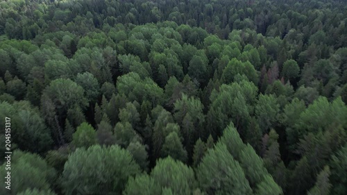Aerial view of green pine forest with dark spruce trees. Northern woodland scenery from above.