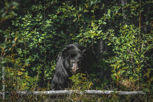 Black Bear On Vancouver Island (Ursus Americanus)