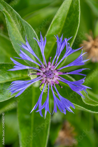 Blue Flower of blurberry Amid Green Leaves