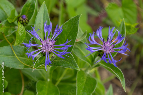cornflower Flower Blooms in Garden During Sunny Afternoon