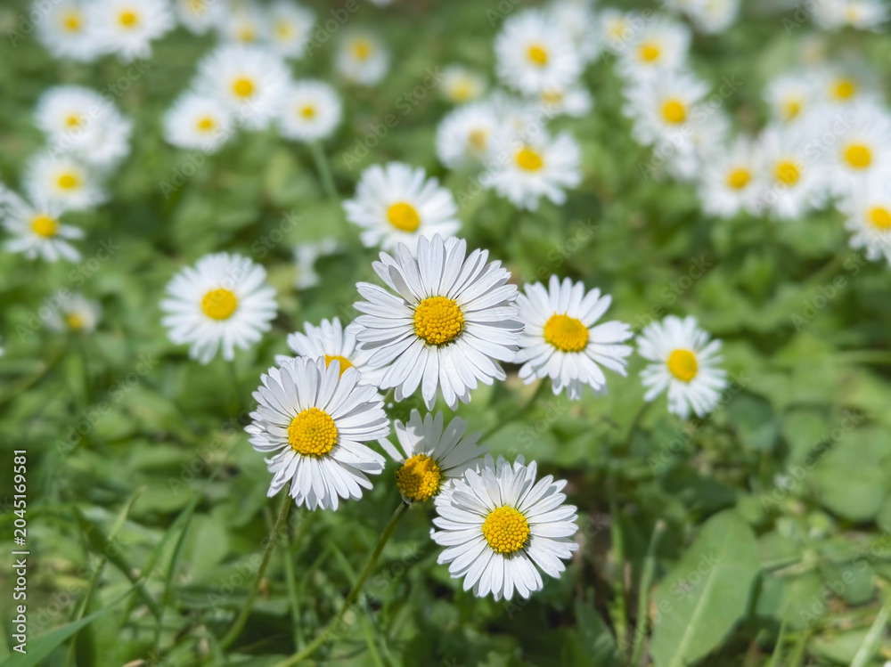 Fototapeta premium Close-up of a cluster of white daisies with bright yellow centers growing among green grass and clover. Soft natural light illuminates the petals and creates