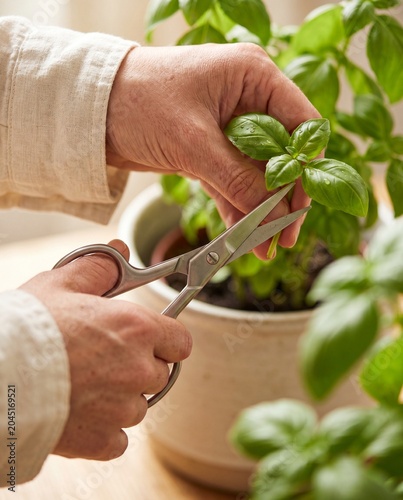 Hand snipping fresh basil sprig with scissors macro kitchen garden cooking