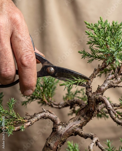 Hand pruning miniature juniper bonsai with shears macro zen mindful hobby