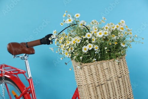 Bicycle with basket of beautiful chamomile flowers on light blue background, ...