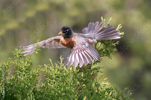 Robin taking off from cedar tree tangled in branches