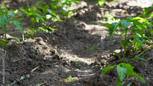 agriculture field sprinkling system at field
