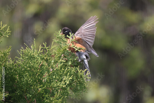 Robin taking off from cedar tree tangled in branches