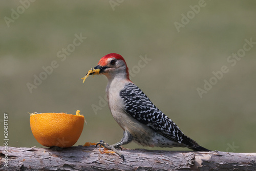 Red Bellied male woodpecker stealing Baltimore Oriole food jamming his beak full of orange pulp