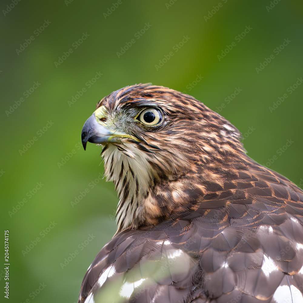 Fototapeta premium Juvenile Cooper's Hawk