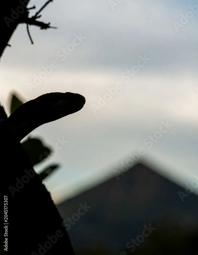 Dark Gecko Silhouette Resting on Branch Against Cloudy Evening Sky