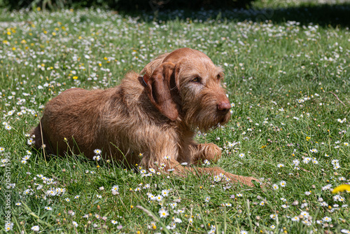 Wired haired Vizsla laying amongst the grass and daisies
