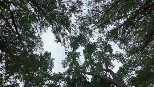 Looking up to the treetops as wind blows the leaves in slow motion.