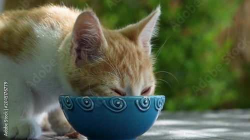 mammal street cat feeding at garden