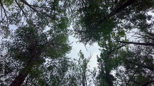 Leaves blowing in slow motion in the treetops in the Utah wilderness.