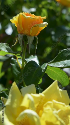 blooming yellow rose flowers at garden