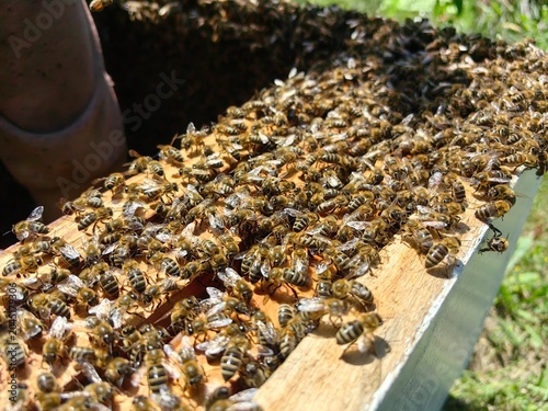 Worker bees are performing tasks such as maintaining the hive structure or caring for the brood, which are essential for colony survival.