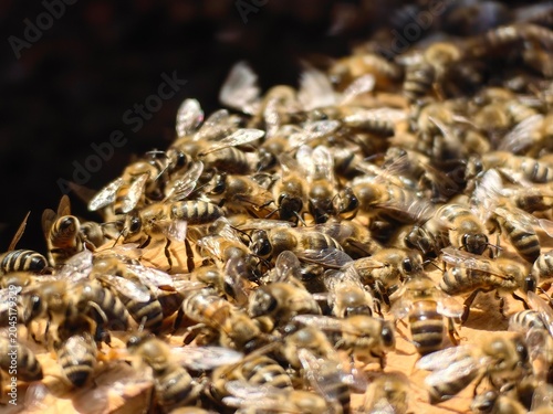 Worker bees are performing tasks such as maintaining the hive structure or caring for the brood, which are essential for colony survival.