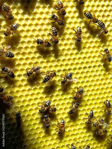 Cluster of honey bees on a honeycomb frame. Bees densely packed together on wax cells, working, resting, or protecting the hive. Natural beekeeping scene showing social insect behavior and colony 