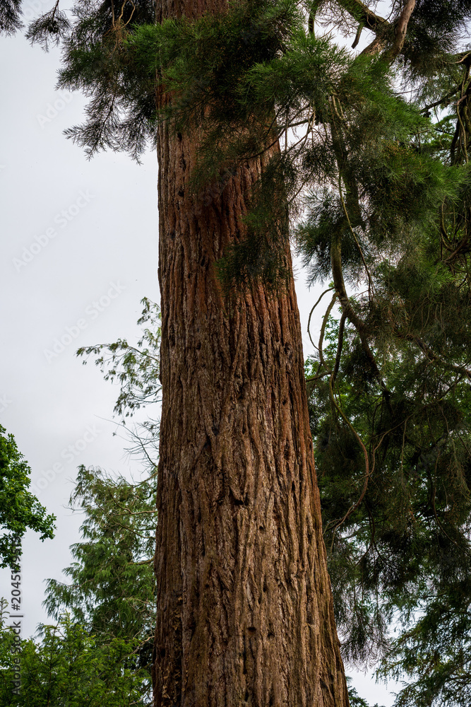 Fototapeta premium Tall Conifer Tree Trunk Rising Against Overcast Sky