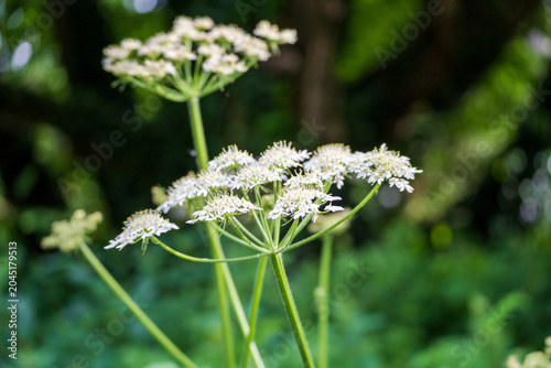 Quadro su tela White Cow Parsley Wildflowers in Bloom with Bokeh Background