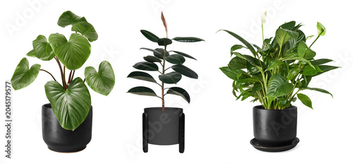 Canvastavla PNG Elegant indoor potted plants trio on transparent background