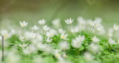 Bild auf Leinwand Close wood anemone Anemone nemorosa blossoms with soft green bokeh